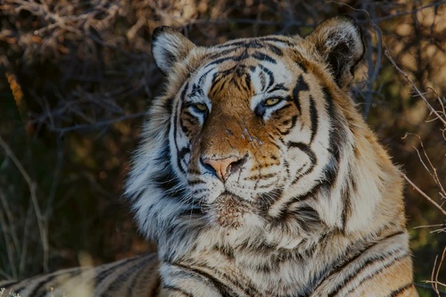 Vliesová fototapeta Majestátní tygr 375 x 250 cm