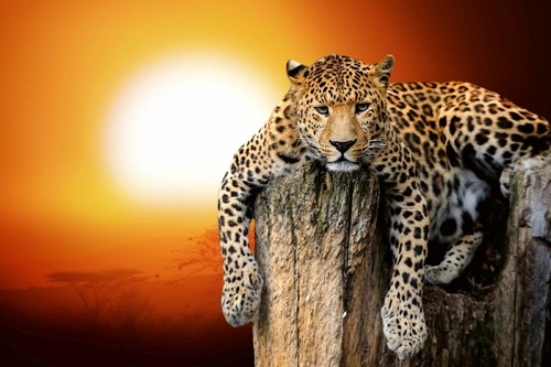 Vliesová fototapeta Leopard se západem slunce 375 x 250 cm