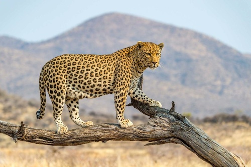 Vliesová fototapeta Leopard v Dusternbrooku 375 x 250 cm