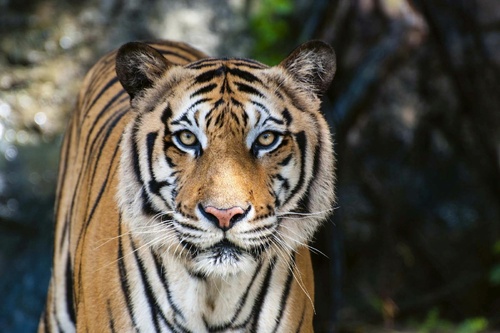 Vliesová fototapeta Velký bengálský tygr 375 x 250 cm