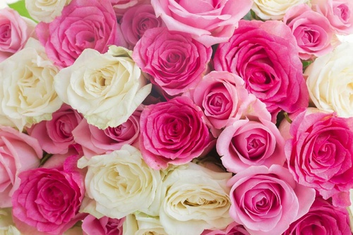 Vliesová fototapeta Růžové a bílé růže 375 x 250 cm