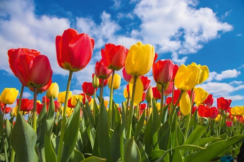 Vliesová fototapeta Jarní pole tulipánů 375 x 250 cm