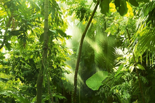 Vliesová fototapeta Tropický les 375 x 250 cm