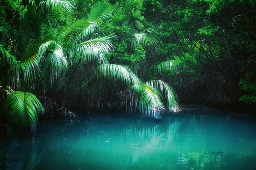 Vliesová fototapeta Mangrovový dešťový prales 375 x 250 cm