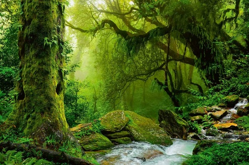 Vliesová fototapeta Nepálská džungle 375 x 250 cm