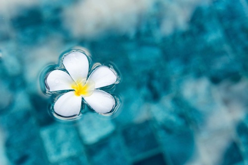 Vliesová fototapeta Květina v modré vodě 375 x 250 cm