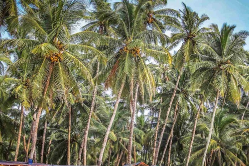 Vliesová fototapeta Palma s kokosem 375 x 250 cm