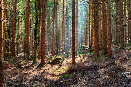 Vliesová fototapeta Smrkový les 375 x 250 cm