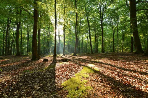 Vliesová fototapeta Ráno v bukovém lese 375 x 250 cm