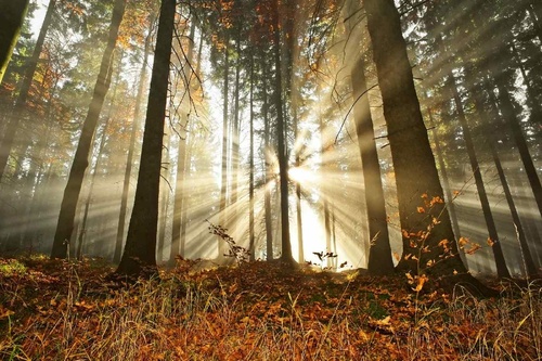 Vliesová fototapeta Les za rozbřesku 375 x 250 cm