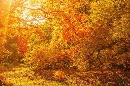 Vliesová fototapeta Podzimní javorové stromy 375 x 250 cm