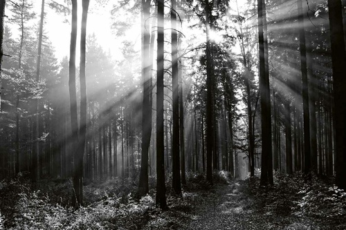 Vliesová fototapeta Černobílý les 375 x 250 cm