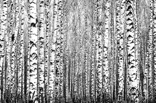 Vliesová fototapeta Jarní kmeny 375 x 250 cm