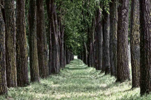 Vliesová fototapeta Travnatý les 375 x 250 cm