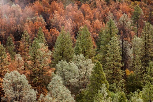 Vliesová fototapeta Krásný podzimní les 375 x 250 cm